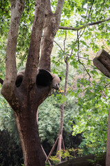 Giants panda playing together after the raining