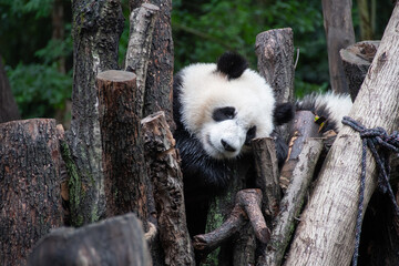 Giants panda playing together after the raining