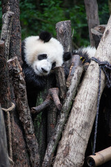 Giants panda playing together after the raining