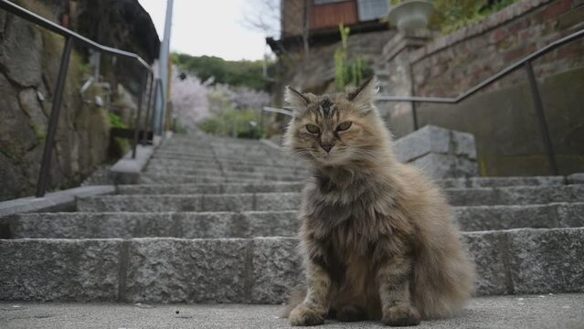 桜咲く春の尾道の階段でくつろぐ猫 （広島県尾道市, 2024年4月）