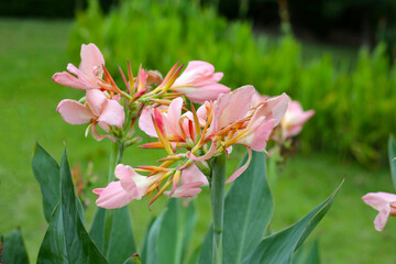 Blooming canna lily flower with green leaves