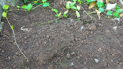 photo of bushes on dry ground suitable for backround