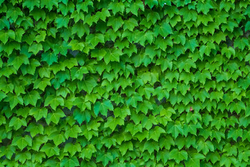 green ivy on wall