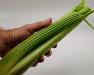 Hand holding celery stock in front of a white background