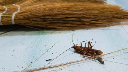 A dead cockroach lies upside down on a white dirt-strewn floor next to a broom, indicating pest control and extermination services. biology, animals, chemistry and educational content