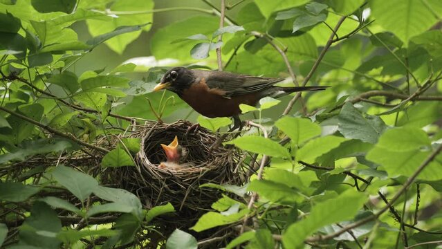 American Robin (Turdus migratorius) on a nest with chiks in the summer forest near Wilmington (Delaware).