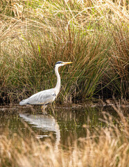 great blue heron