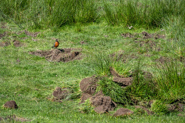 American robin perched on a piece of dirt and plant dug, invasive weeds being dug up and removed from grass pasture, sunny spring farm maintenance project
