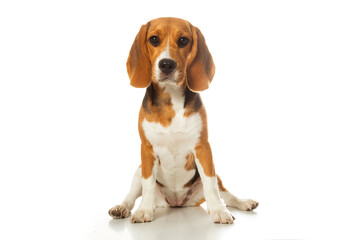 Adorable beagle dog sitting on a white background. The beagle's attentive and friendly expression...