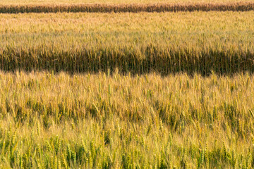 Maturing wheat in North China Plain