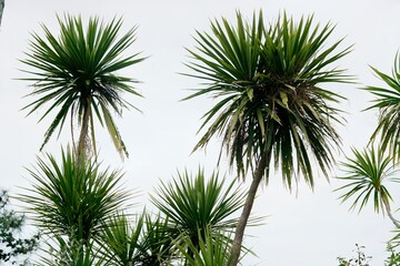 palm tree isolated on white