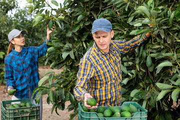 Delighted farmers collecting avocados among green leafy avocado trees in a fruit garden