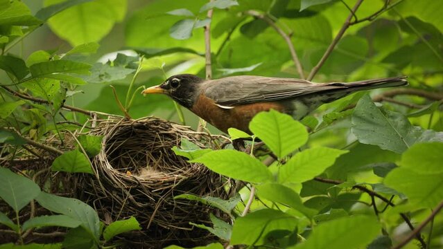 American Robin (Turdus migratorius) on a nest with chiks in the summer forest near Wilmington (Delaware).