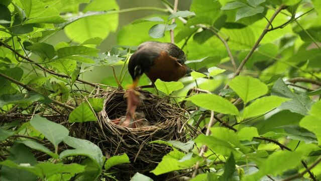 American Robin (Turdus migratorius) on a nest with chiks in the summer forest near Wilmington (Delaware).