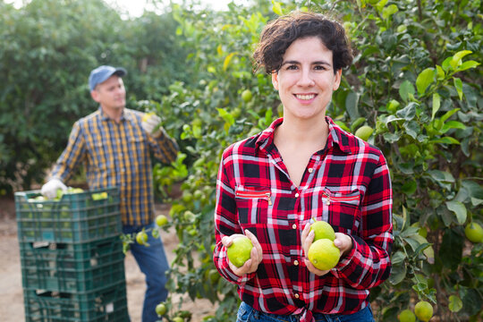 Delighted farmer woman picking avocado from green leafy branch of lemon tree in a fruit garden