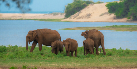 elephants in the water