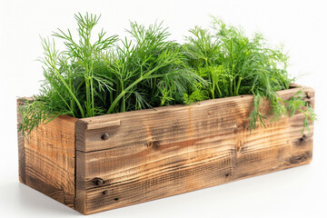 Dill and herbs in a wooden box on a white background. Farm bioproducts.