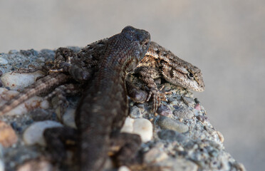 Pair of Western Fence Lizards getting friendly.