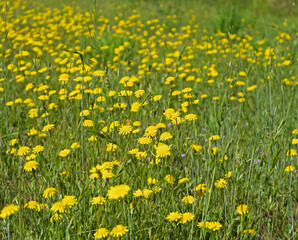 Meadow filled with Hypochaeris radicata also known as false dandelion, catsear, flatweed. An introduced species, found here in California.
