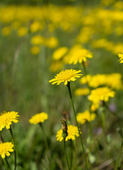 Closeup of Hypochaeris radicata also known as false dandelion, catsear, flatweed. An introduced species, found here in California.