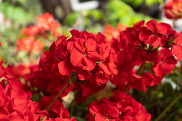 Red Geranium blossoms in closeup with green background