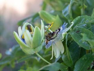 Closeup side view of passion flower blossom with two bees