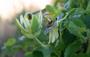Closeup side view of passion flower blossom with bee