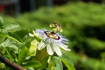 Closeup side view of passion flower blossom in bright sunlight with distinct shadows