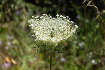 Queen Anne’s Lace (Daucus carota) flower head with many ants crawling among the florets.