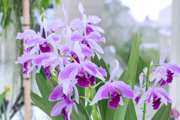Cattleya (Laelia) purpurata fma. flamea 'Vi Summer Fantasy', an orchid flower cultivar