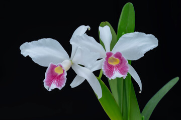 Cattleya (laelia) purpurata fma. carnea 'Nobu', a brazilian orchid where the flowers are white but the centre lip is salmon pink