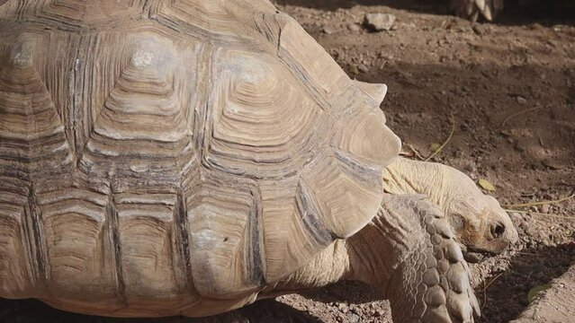 A land tortoise that moves slowly moving its head