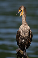 A Young Double-crested Cormorant