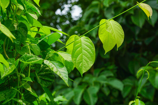 Combretum indicum or Rangoon creeper leaves close up shot