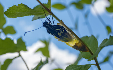 アゲハ蝶の羽化
