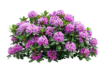 Beautiful blooming rhododendron bush with vibrant pink flowers, lush green leaves, and vibrant petals on a white background. - Powered by Adobe