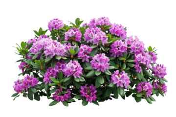 Beautiful blooming rhododendron bush with vibrant pink flowers, lush green leaves, and vibrant petals on a white background.