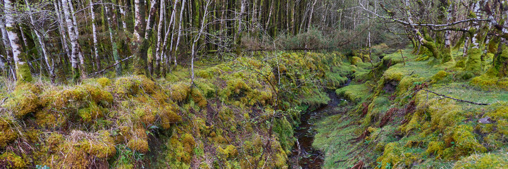 Vibrant, lush stream in Irish forest