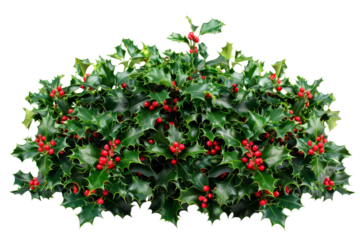 Close-up of a lush holly bush with vibrant green leaves and bright red berries, perfect for holiday and festive season stock photo usage.