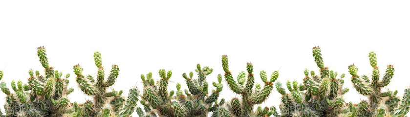 Close-up of green cacti plants with blurred black background, showcasing the intricate details and unique shapes of desert vegetation.