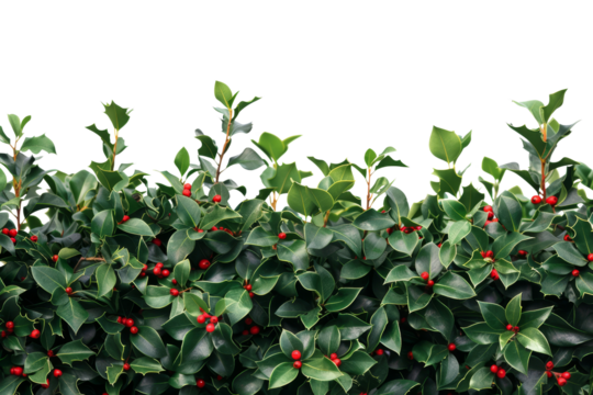 Vibrant green holly bush with red berries, isolated on white background. Ideal for festive and natural-themed designs.