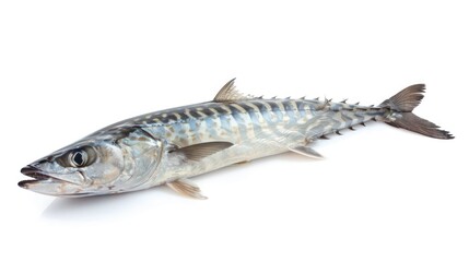 Barracuda on white background , 
