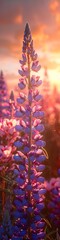 Fototapeta premium Beautiful purple lupine flowers on a hillside with the sun shining through them. 