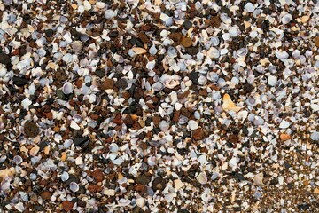 background of shells