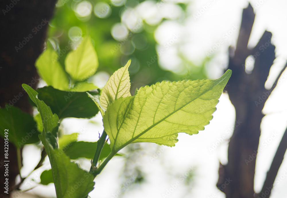Canvas Prints leaves on the tree and bokeh background