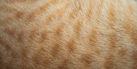 close up of fur texture