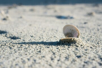 seashell on the beach