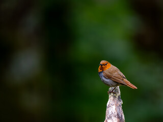 森の中で枯れ木に留まっているコマドリの雄