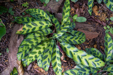 Beautiful green Goeppertia insignis plant. Goeppertia insignis, the rattlesnake plant, is a species of flowering plant in the Marantaceae family, native to Rio de Janeiro State, Brazil.