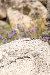 lizard basking